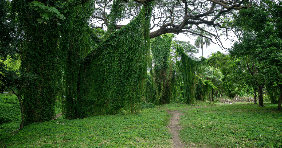 Havana S Parks And Gardens Vc Tours